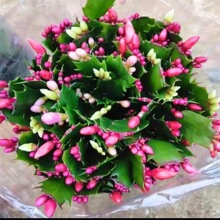 蟹爪兰盆栽带花苞带盆多色嫁接重瓣进口新品四季开花好养花卉植物