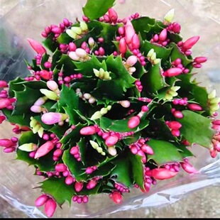 зצ�m���Ԏ����������ɫ�޽��ذ��M����Ʒ�ļ��_�����B����ֲ��