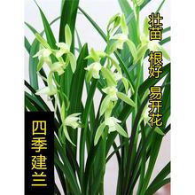 翁源兰花老种四季建兰大凤素带花浓香好养室内办公室绿植花卉盆栽
