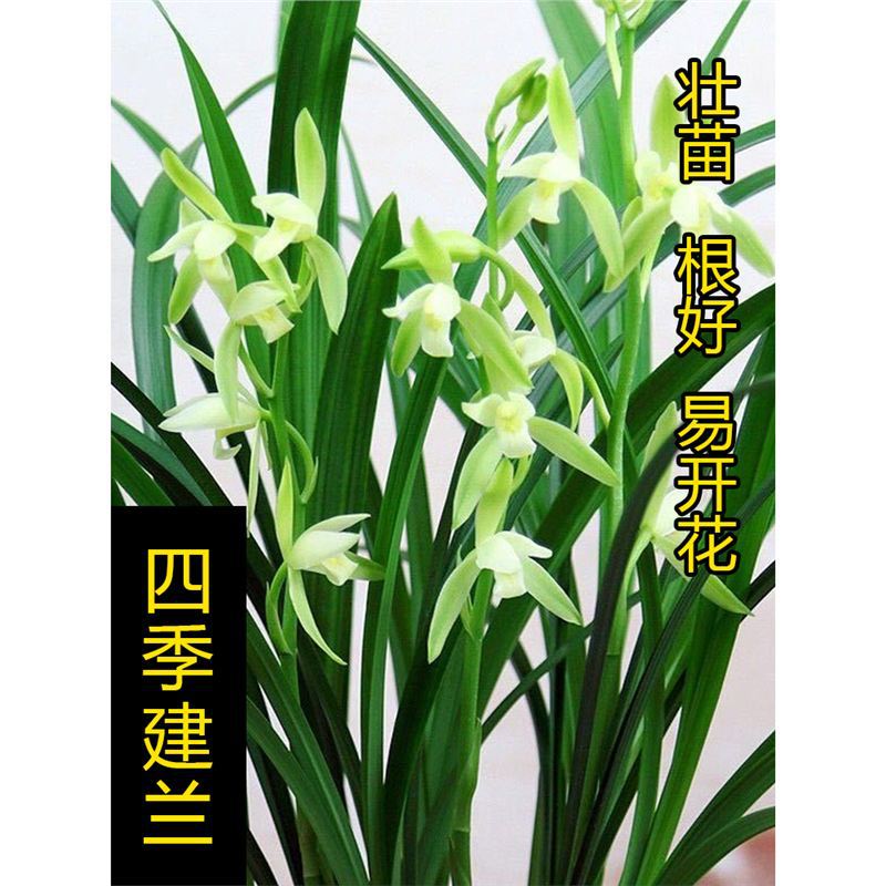 Orquídea Wengyuan, variedade antiga, orquídea de quatro estações com grandes flores perfumadas, fácil de cuidar, planta verde de escritório interno, planta em vaso.