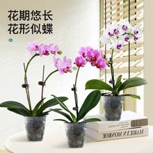 �����m�������Ԏ������������m������͏d�҃�ֲ�ﻨ���ļ����B��