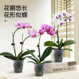 盆栽;月季蔷薇植物;乔木