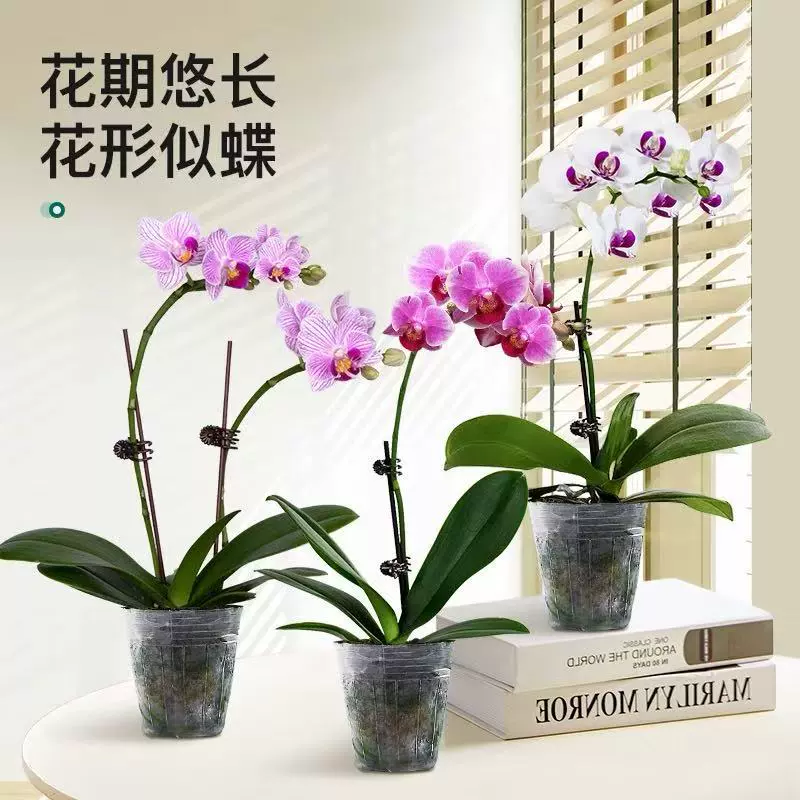 蝴蝶兰花苗盆栽带花苞带花剑兰花大苗客厅室内植物花卉四季好养活