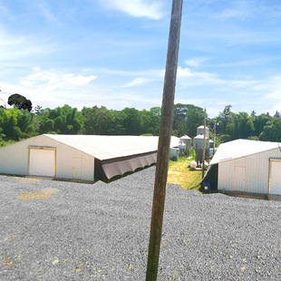 Steel Structure Warehouse Export Manufacture High Quality Durable Steel Structure Chicken Cage Poultry Farm Chicken House