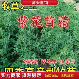 种子;草种子;草坪