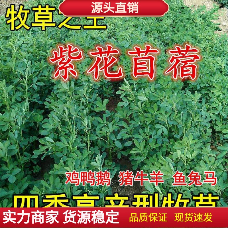 Импортированные крупнолистные семена люцерны