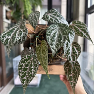 水晶胡椒瑰丽胡椒金属胡椒银斑胡椒盆栽观叶攀援爬藤垂吊一件代发