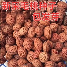 lľNɽҺ˷NëҺ˘N~ҘNɽҷNӾ^