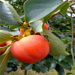 ���ع���ţ��������޽���������Ѩ�P��S�����縻�����Ә������