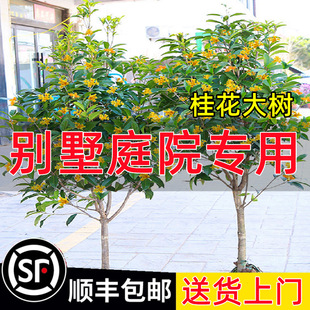 �𻨘�����Դ����½���e��ͥԺ�������������F�����ļ��𵤹�