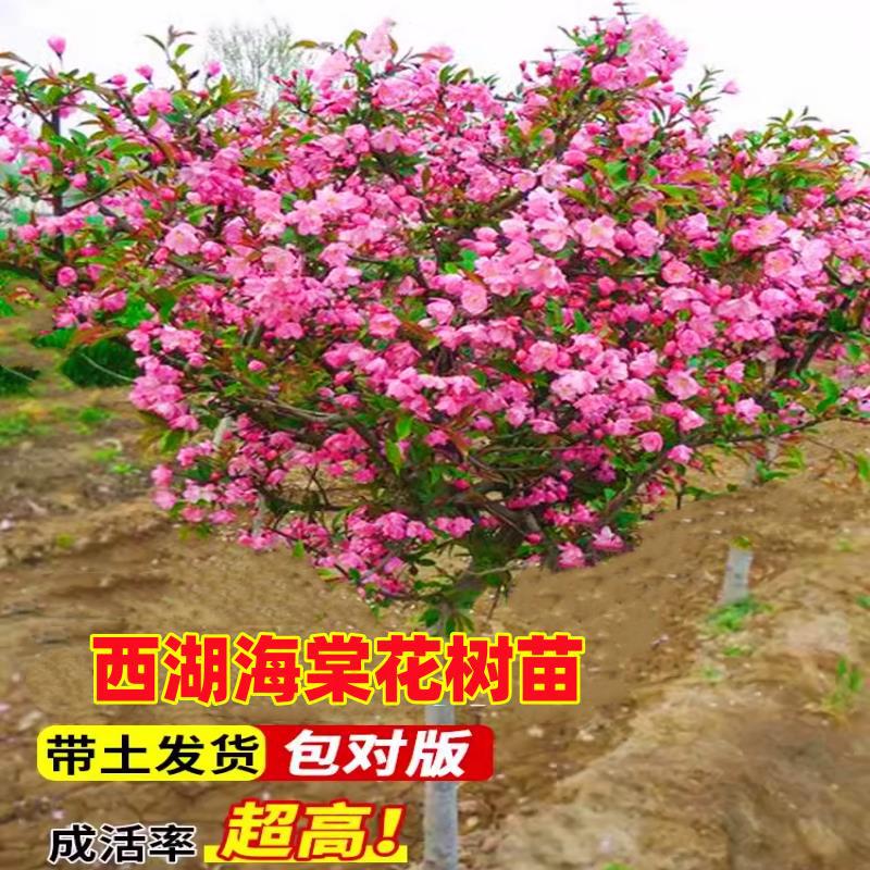 耐寒四季海棠花树苗西府海棠花盆栽庭院阳台花卉植物垂丝海棠树苗