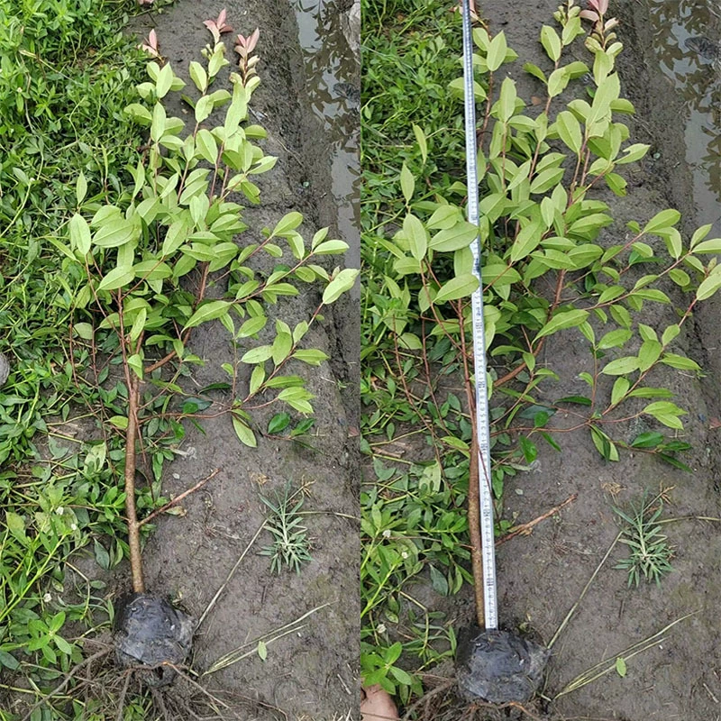 Красная Фотиния живая изгородь Огонь Красный Тысячелетие Красный Робин Красная губа Кислота Фотиния Чэнду Зеленые саженцы