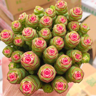 Red Heart Money String Colorful Rare Money String Brocade Bright Future Succulent Plant New Style Explosive Pot Balcony Green Plant Succulent