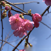 批发 红粉佳人 樱花 树苗 道路小区别墅绿化景观花灌木 产地价格