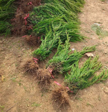 一件代发龙柏树苗塔柏小苗四季常青耐寒绿化工程苗蜀块塔松桧柏侧