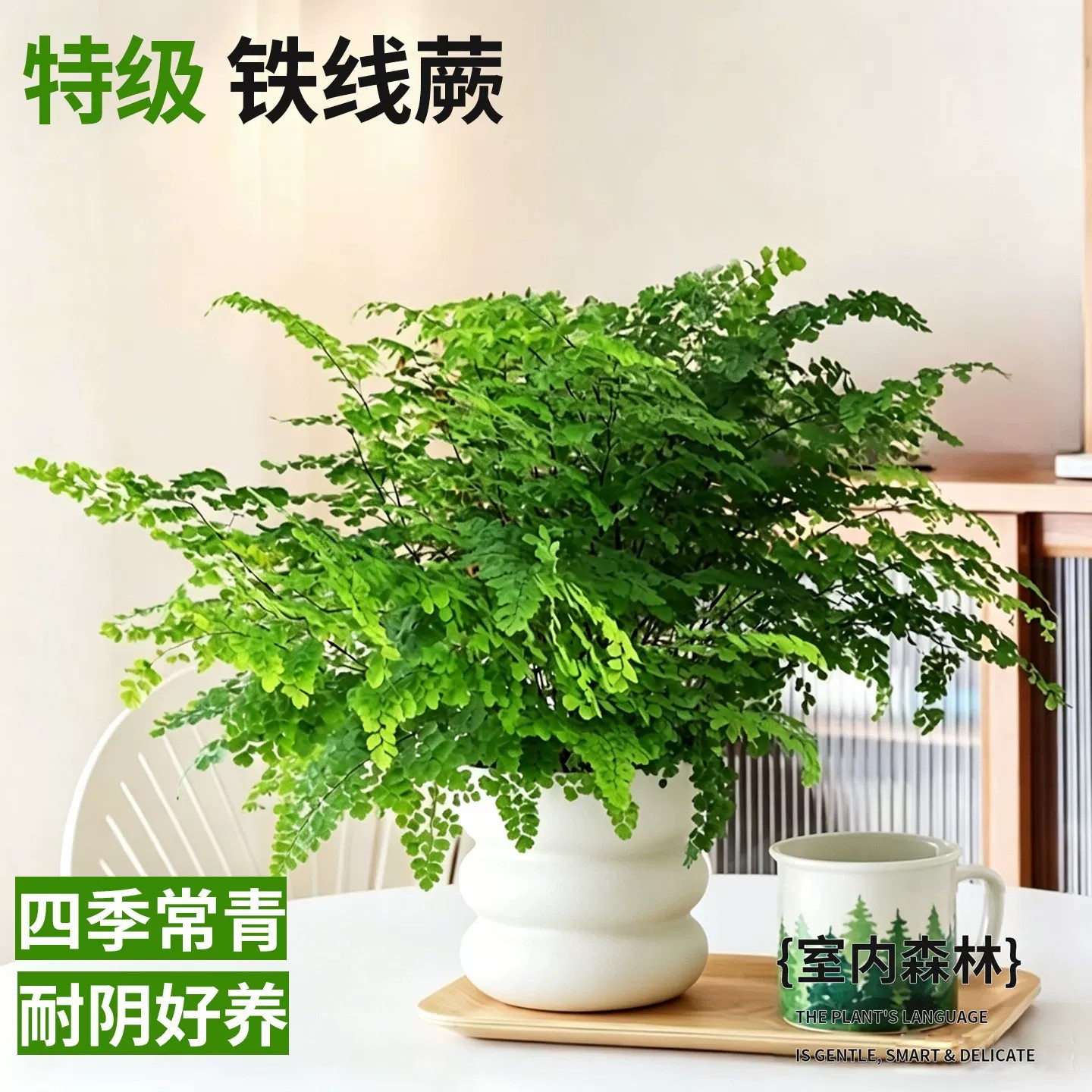 【精品大盆】铁线蕨+云朵花盆