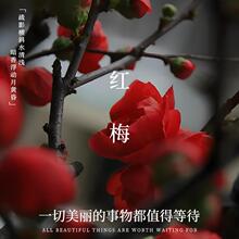 �r�мt÷��֦ˮ���һ��r֦�lֲ��÷��֦�҃�����Gֲ����ѩ������