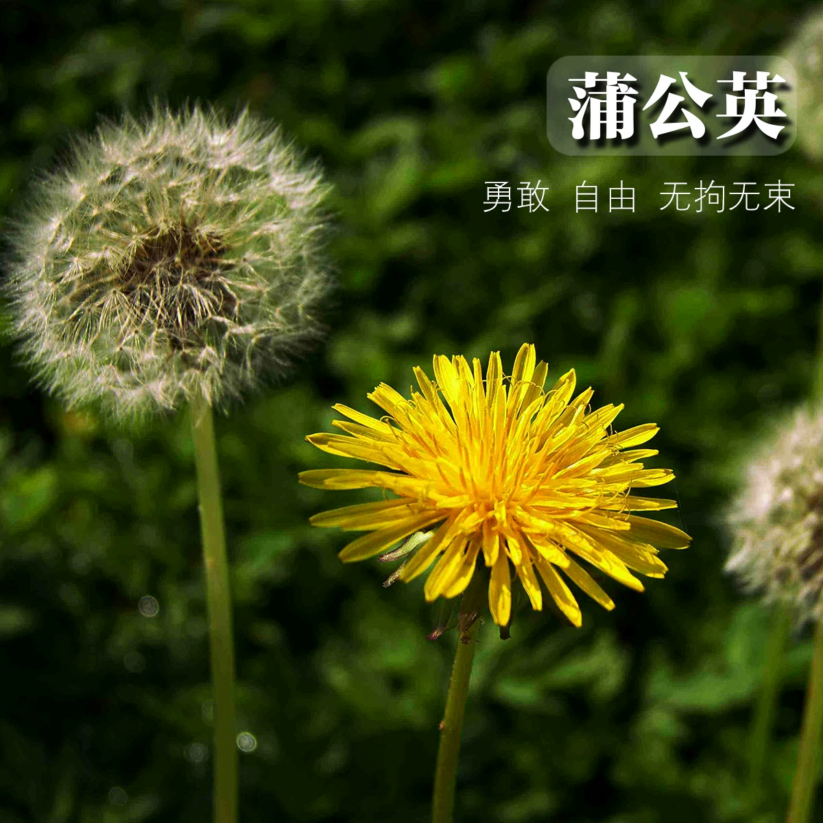 Семенная база одуванчика Four Seasons легко выращивать живые семена свекрови балкон горшечные садовые цветы цветочные семена оптом