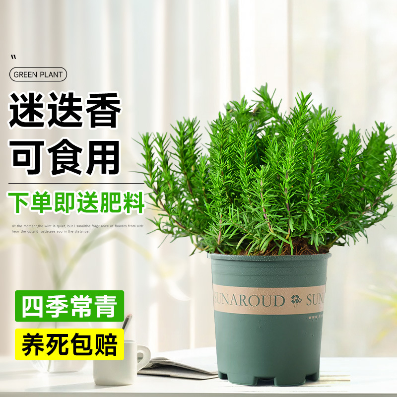 食品精選級迷迭香【加侖盆】