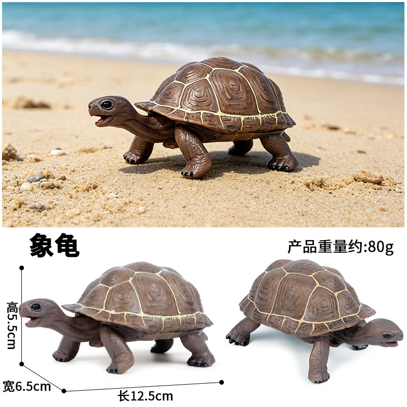 508 tortuga