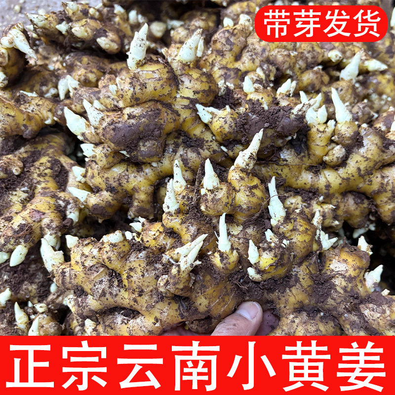 Authentic Sprouted Yunnan Local Small Yellow Ginger Seeds with Sprouts, Ginger Seeds for Planting, Not Shandong Large Ginger, Wholesale Authentic Sprouted Yunnan Local Small Yellow Ginger Seeds with Sprouts, Ginger Seeds for Planting, Not Shandong Large Ginger, Wholesale