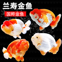 ���ٽ���������������ˮ����岨���ţ����̩ʨ�����ͻ��в���