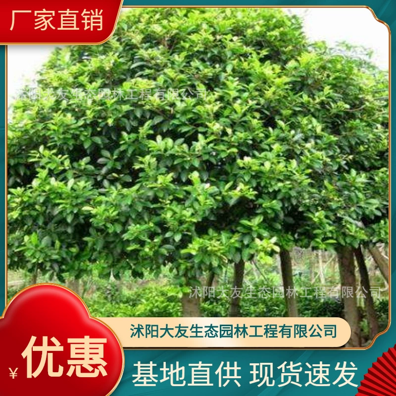 База Оптовая Продажа Самостоятельного производства Small Leaf Banyan Miao Живописный район Ландшафтный дизайн Дорога Сад Инжиниринг Озеленение Рассады