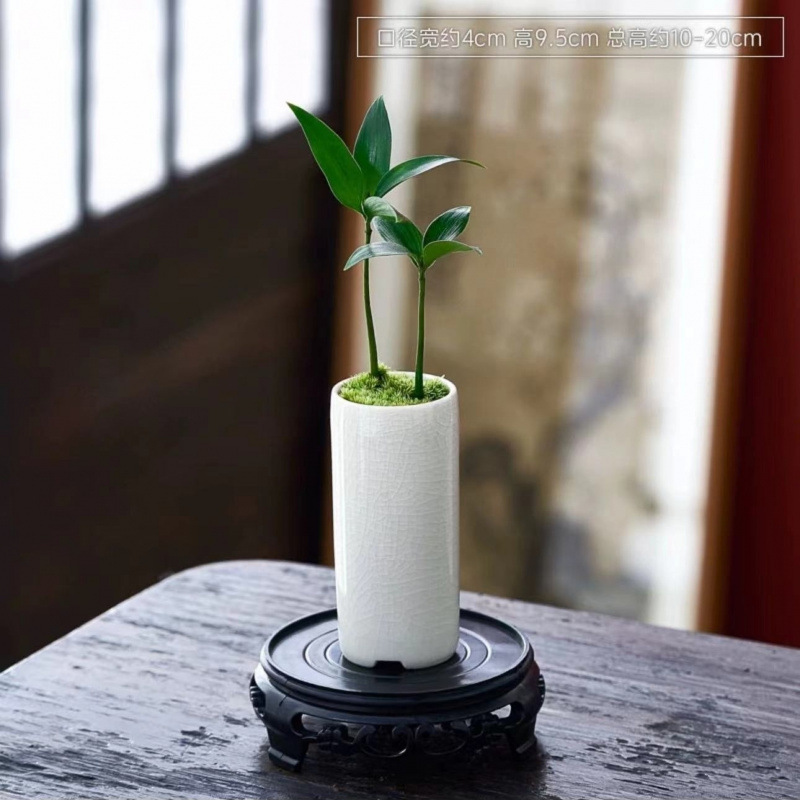 ミニ竹とモミの盆栽、小さな鉢植えの蚊よけ植物、屋内花、オフィスのデスクトップ、オールシーズン緑の植物を育てやすい|undefined