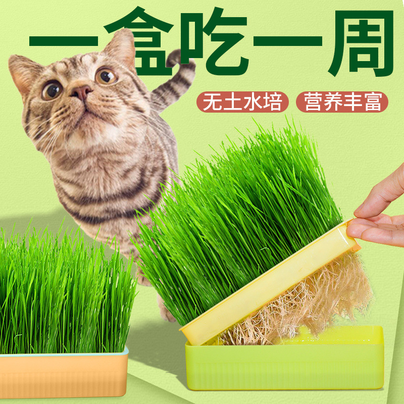 hierba de gato hidropónica enlatada de pelo, pelo globulado para promover la digestión, menta para gatos cultivados, mascotas, bocadillos para gatos, artículos para mascotas