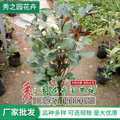 茶花批发 绿化工程 盆栽 红山茶树苗 四季长青 量大价优基地发货
