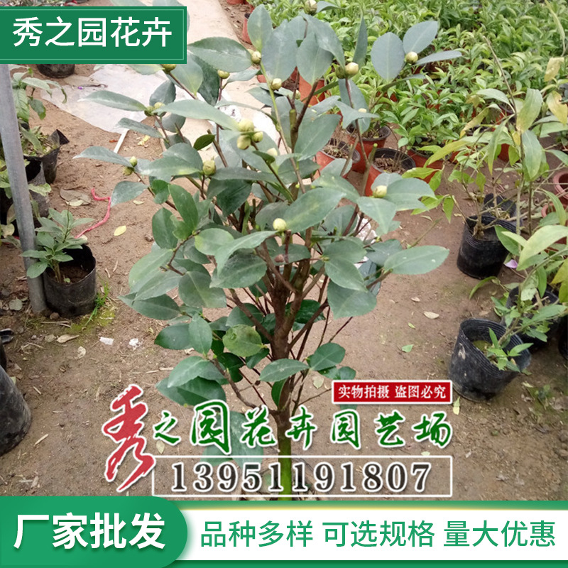 茶花批发 绿化工程 盆栽 红山茶树苗 四季长青 量大价优基地发货