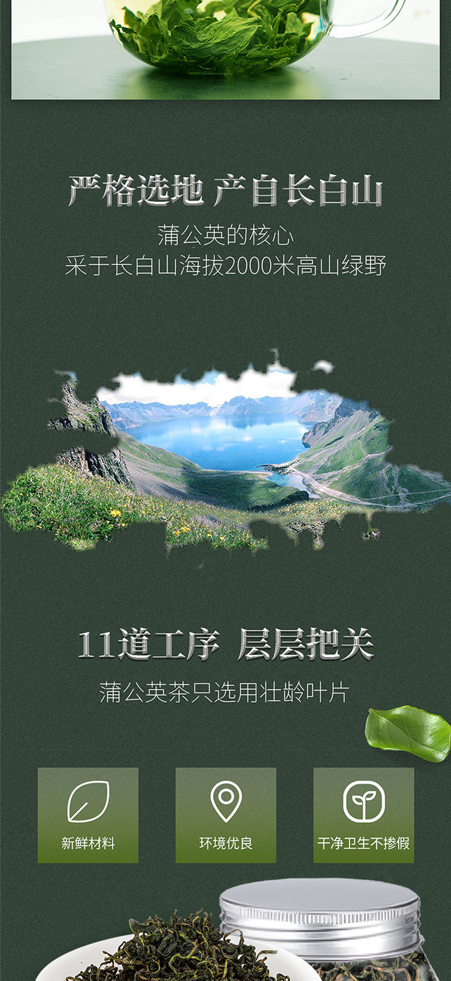 Dandelion Leaf Tea Changbai Mountain Dandelion Root Herbal Tea 100g Jar in use