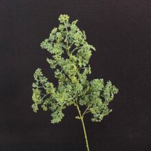 ����Gֲ��֦ɺ��ɭϵ��Y�����b��÷���Gֲ�����b���~��