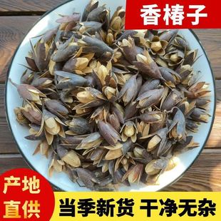 �㴻�� ������ �㴻�� ����ӻ� ��ș���㴻�� �����