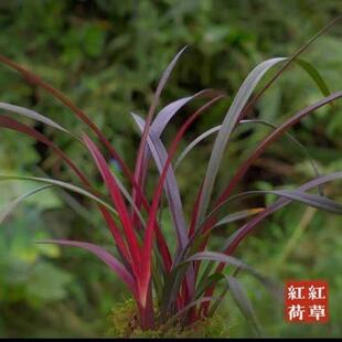 ���F�ļ��m���硾�t�ݼt�ɡ���Ʒ�����҃Ȼ��ܽ��m���t��