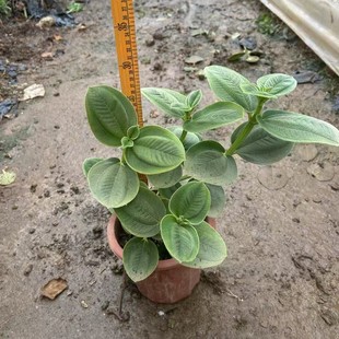 Silver-Haired Wild Peony Bag Seedlings Potted Seedlings Are Evergreen in All Seasons, Suitable for Balcony Courtyard Outdoor Greening and Four-Season Flower Viewing Plants