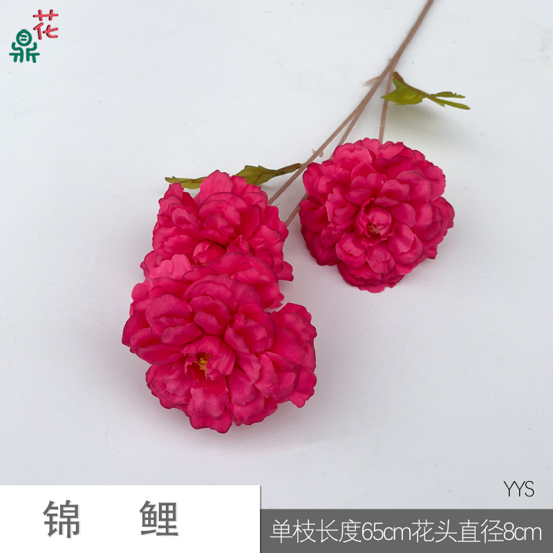 코이 YYS 로즈 레드