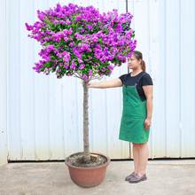 һ�����l���㻨������㻨��ͥԺ�ͺ����@ֲ�����Ե��ԇ���߅�L��