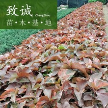 红叶扶桑小苗供应 红叶扶桑袋苗 福建扶桑小苗基地直销