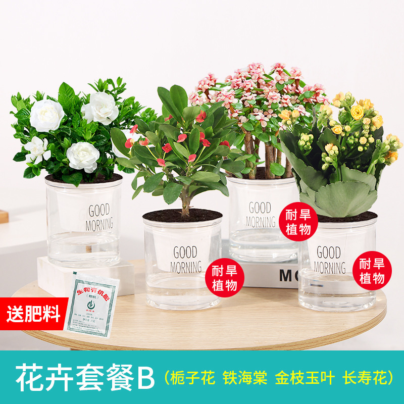 4계절 꽃이 만발한 치자나무 4화분 + 철베고니아 + 황금가지 + 칼라비나 + 무비료 비석