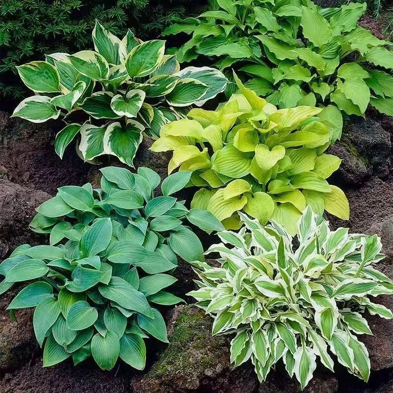 玉簪花种子庭院绿化苗种盆栽花卉绿植花叶玉簪青叶金边植物种子