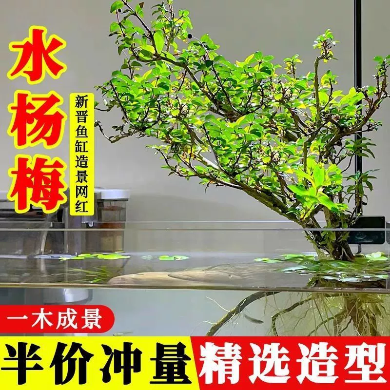 Salix Stream, гидропонная вода и земля, старый пень, ленивый искусственный ландшафтный дизайн, настольный комнатный аквариум, очистительная установка, зеленые растительные украшения