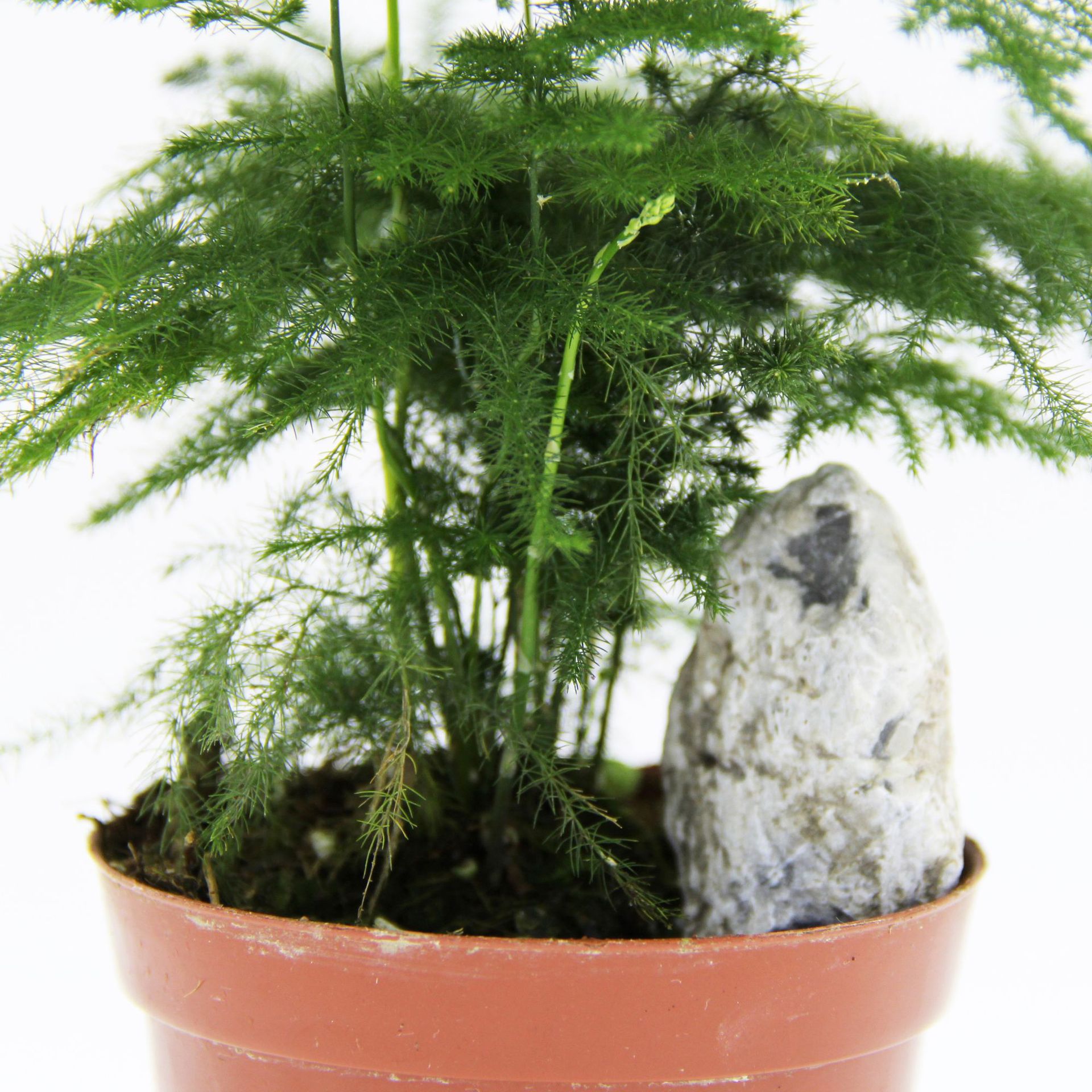 Direct sales of direct sales, wholesale green planting potted, micro -landscape background Plant bamboo 90 mini plant flower potted plants 2