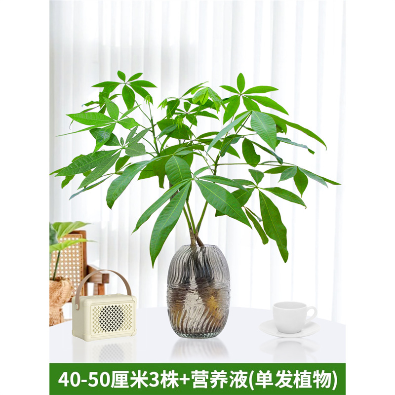 40-50cm 머니트리 [단일식물 3종] 영양액 1팩 포함