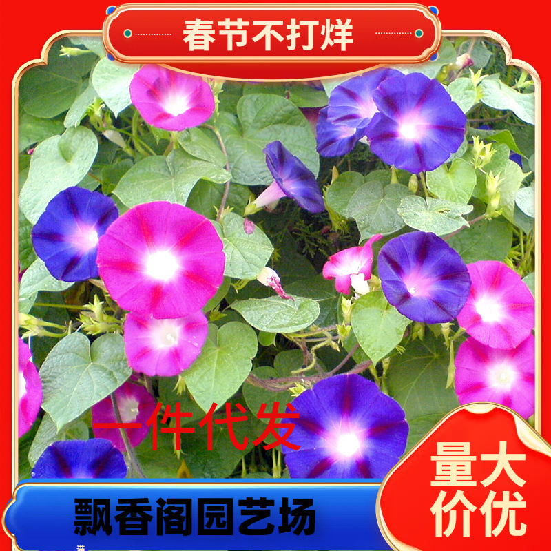 Dropshipping Large Flower Morning Glory Morning Glory Seeds Morning Glory Flower Seeds Flower Sea Potted Extra Large Climbing Vine Plant Flower
