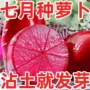 四季夏季大全水果种子