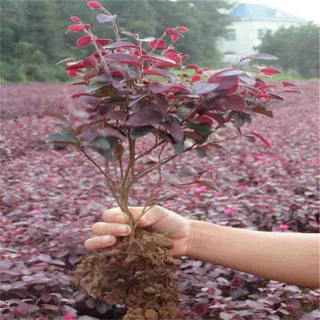 基地批发红花继木球园林绿化苗木庭院观赏红继木树苗花卉美化环境