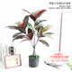 Three-fork Brown red leaf pot with pot