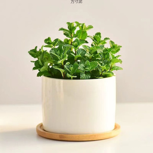Mint Potted Indoor Green Plant Lemon Edible Hydroponic Desk Small Plant Balcony Fresh Air Supply Chain