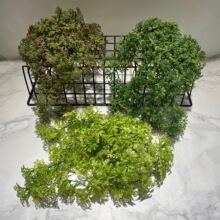 ����ֲ��̦�\�����ϵ���΢���^�쾰ֲ��ˮ�����ɲ�ֲ����